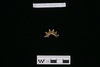 Gold split-ring