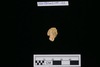 Gold coin