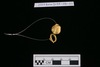 Gold split-ring