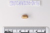 Gold glass Beads