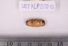 Bleached/Etching Bead