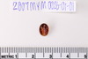 Intaglio & Cameos