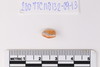 Stone Bead