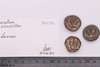 Conch Shell-Sriwatsa Coin