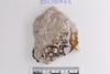 Sherd