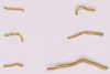 Gold wirework
