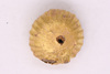 Gold Bead
