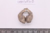 Gold split-ring