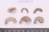 Gold split-ring