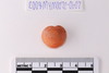 Stone Bead