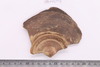 Sherd