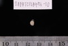 Pre-formed rough out Beads