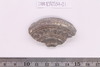 Sherd
