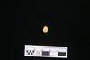 Gold scrap