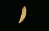 Gold scrap