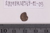 Conch Shell-Sriwatsa Coin