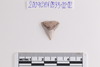 Animal Artifacts
