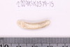 Bangle fragment