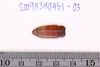 Stone Bead
