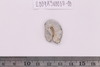 Gold split-ring