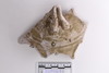 Sherd