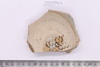 Sherd