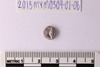 Conch Shell-Sriwatsa Coin