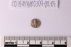 Conch Shell-Sriwatsa Coin