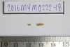Gold Bead