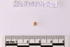 Gold Bead