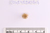 Gold glass Beads