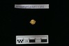 Gold Bead