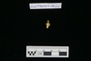 Gold Bead