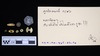 Gold Bead