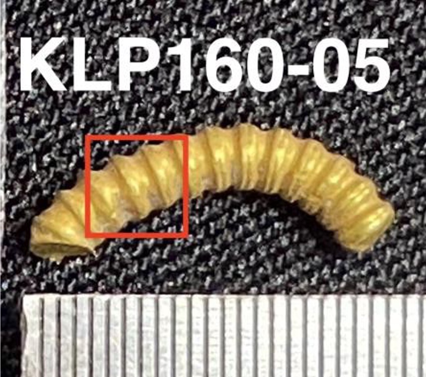 KLP160-05.jpg