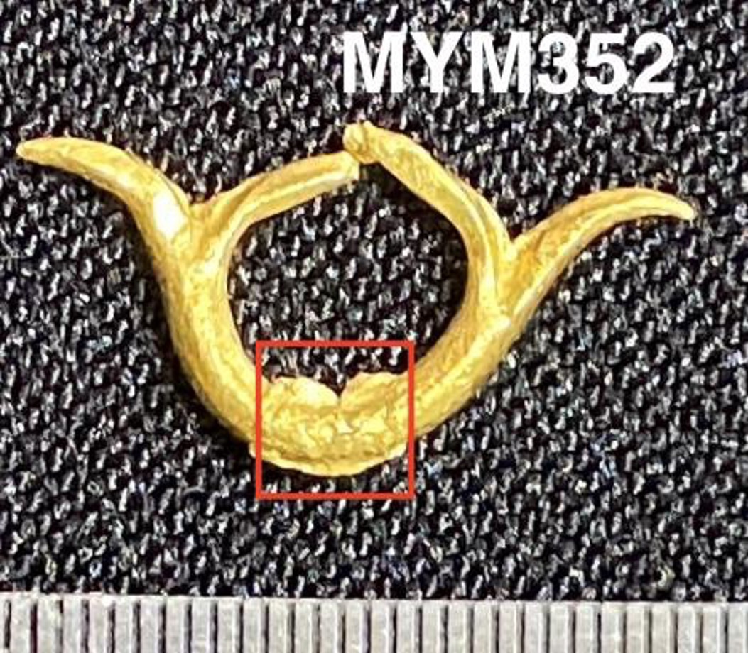 MYM352.jpg